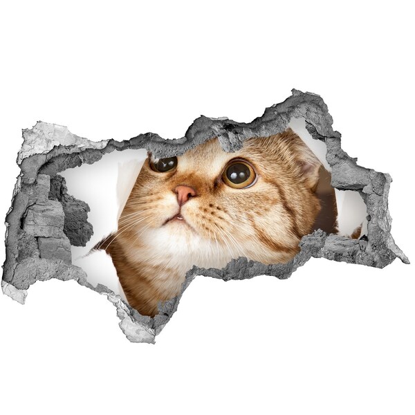 Hole wall sticker Cat in a hole in the wall