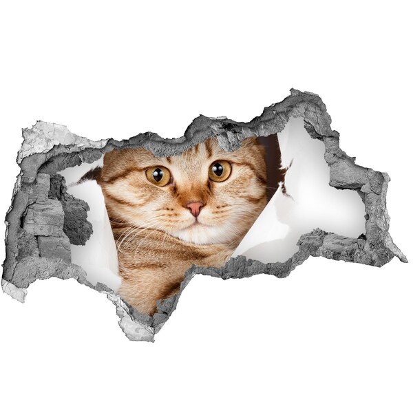 Hole in the wall sticker Cat in a hole in the wall