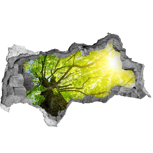 Hole in the wall decal Green forest in the sun's rays