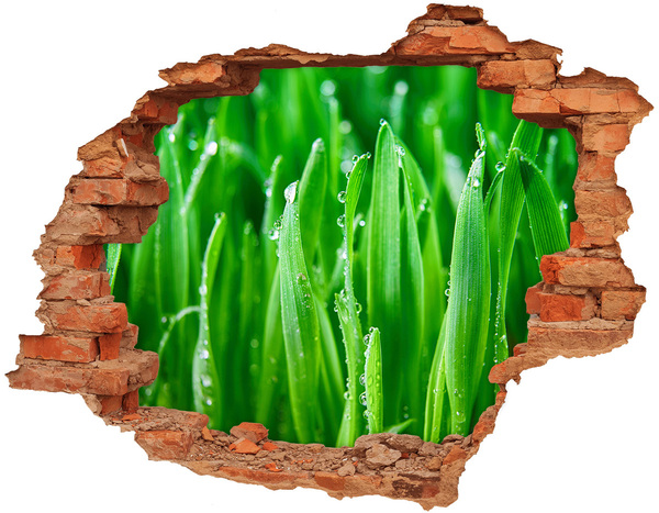 Hole wall sticker Green meadow with drops of water