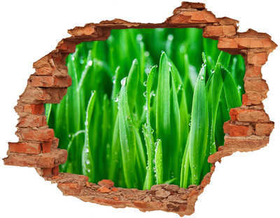 Hole wall sticker Green meadow with drops of water