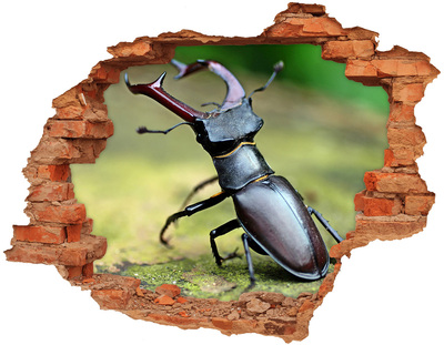 Hole in the wall decal Beetle