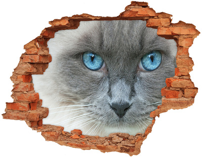 Hole wall sticker Cat blue eyes