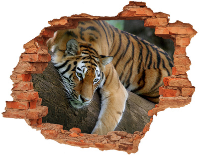 Hole wall sticker Tiger on a tree