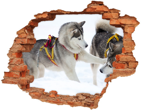 3D wall hole wallpaper Siberian Huskies in action