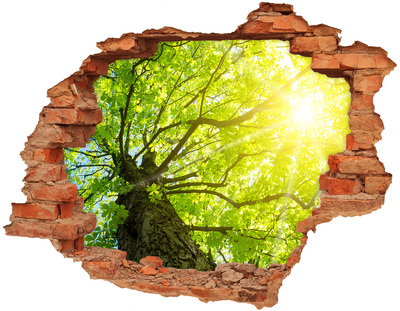 3D wall hole wallpaper Green forest in the sun's rays