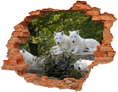 Hole wall sticker Arctic Wolves in a Natural Habitat