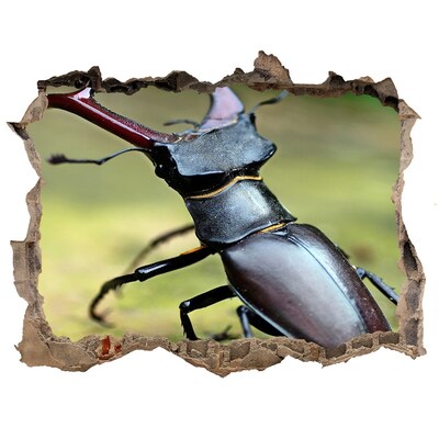 Hole in the wall decal Beetle