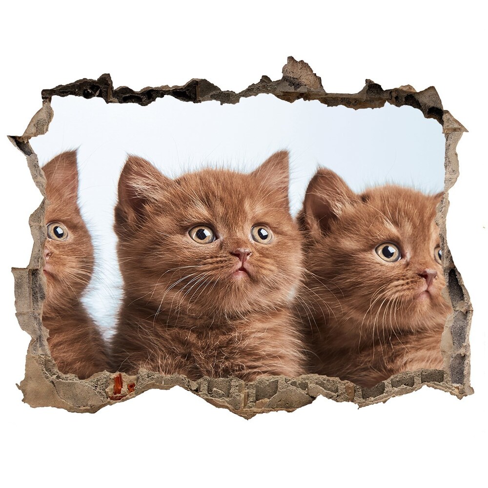 Hole wall sticker Chatter cats