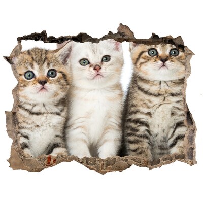 The cat trio behind the hole in the wall