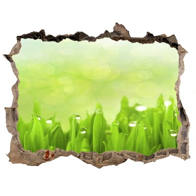 Hole wall sticker Green meadow with drops of water
