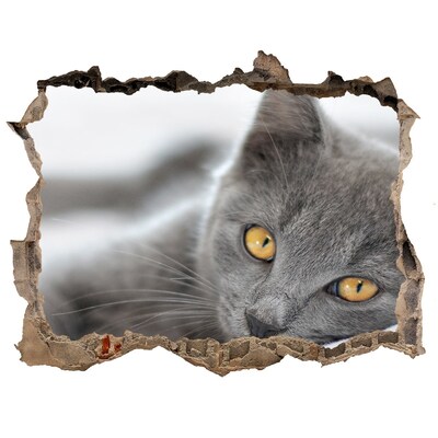 Hole in the wall decal Gray cat in a hole in the wall