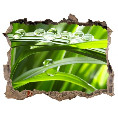 Hole in the wall decal Green meadow with drops of water