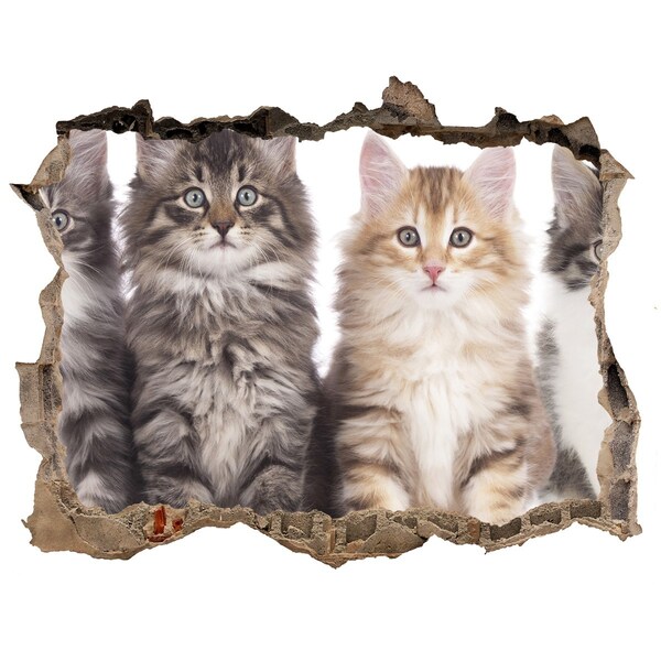 3D wall hole wallpaper Six cats