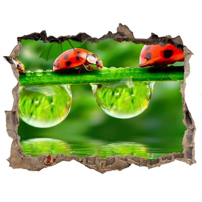 Hole in the wall decal A Drop of Nature with a Ladybug