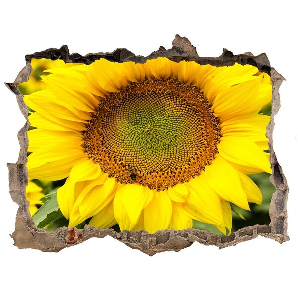 3D wall hole wallpaper Sunflower in concrete