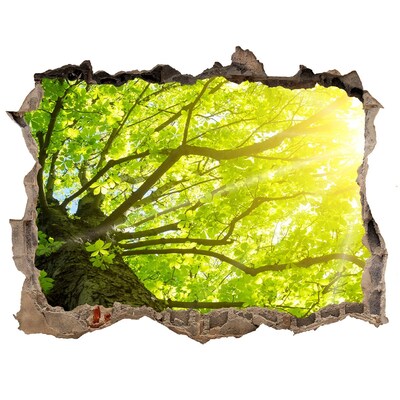 3D wall hole wallpaper Green forest in the sun's rays