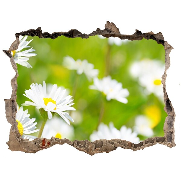 3D wall hole Daisy