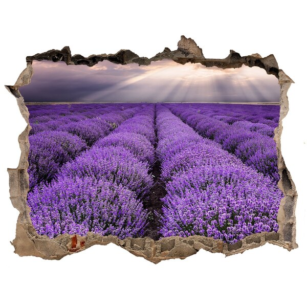 Hole wall sticker Lavender fields in the light of the setting sun