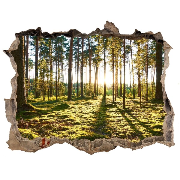 Hole wall sticker Forest glade in the morning