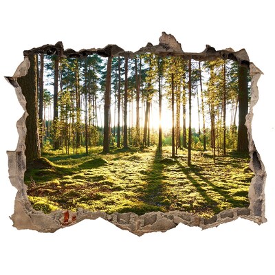 Hole wall sticker Forest glade in the morning