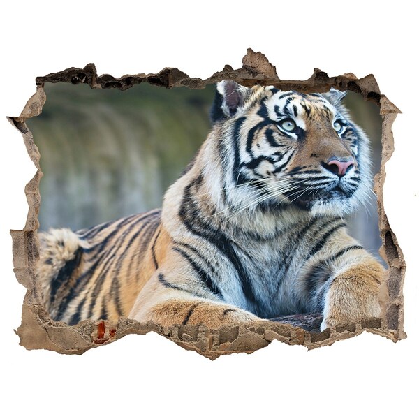 Hole in the wall decal Tiger in the wild