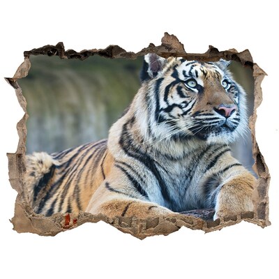 Hole in the wall decal Tiger in the wild