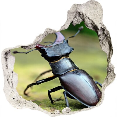 Hole in the wall decal Beetle