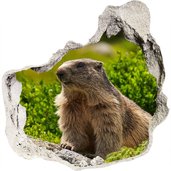 Hole in the wall sticker Marmot in the wild