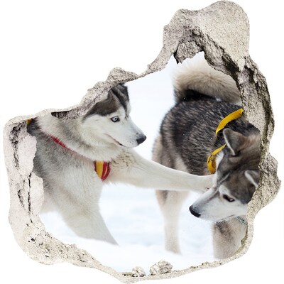 3D wall hole wallpaper Siberian Huskies in action