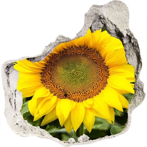 3D wall hole wallpaper Sunflower in concrete