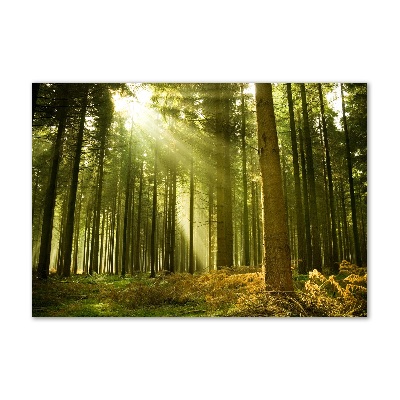 Glass acrylic wall art a pine forest