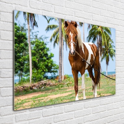 Print on acrylic Spotted horse