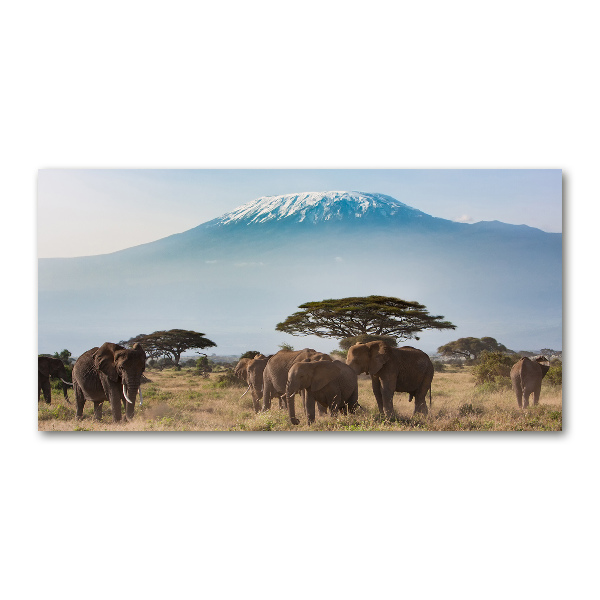 Print on acrylic Kilimanjaro elephants