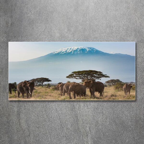 Print on acrylic Kilimanjaro elephants