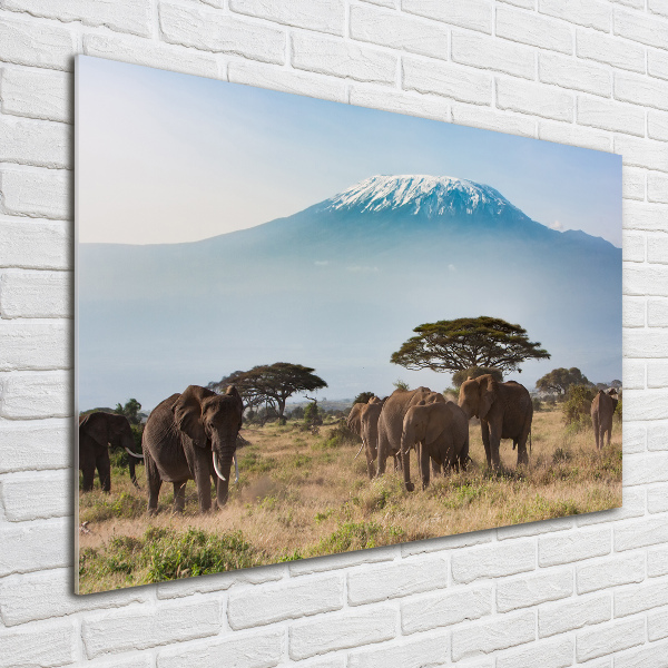 Print on acrylic Kilimanjaro elephants