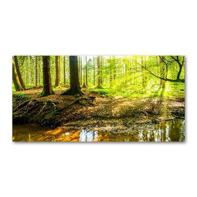 Acrylic print Rays of the sun forest