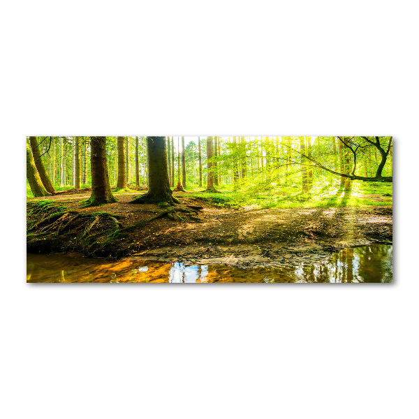 Acrylic print Rays of the sun forest