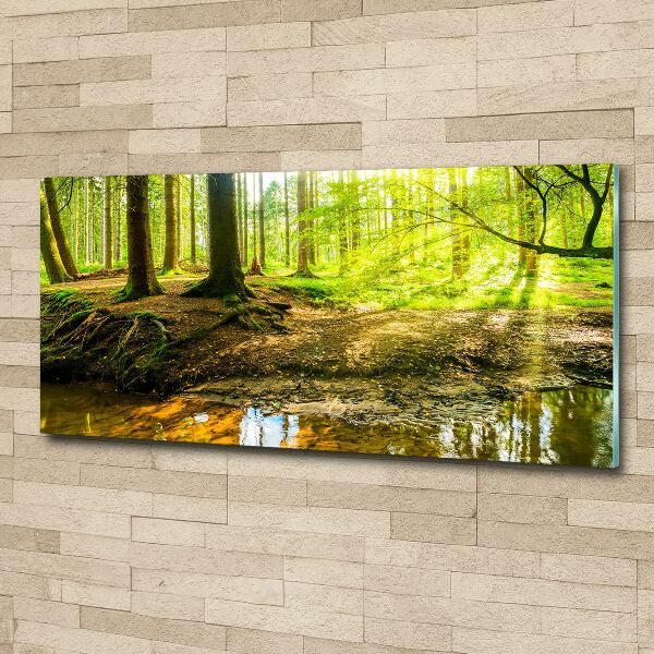 Acrylic print Rays of the sun forest