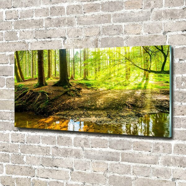 Acrylic print Rays of the sun forest