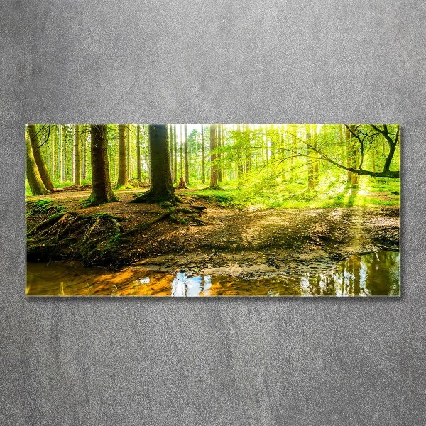 Acrylic print Rays of the sun forest