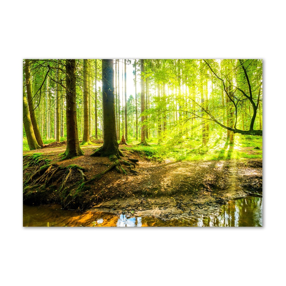 Acrylic print Rays of the sun forest