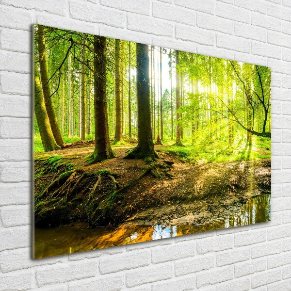 Acrylic print Rays of the sun forest