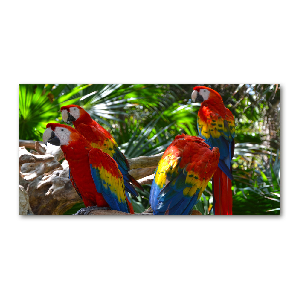 Print on acrylic Ary parrots