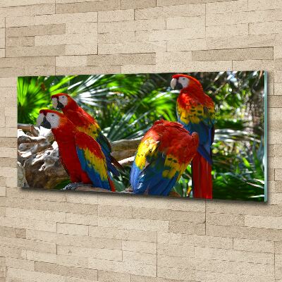 Print on acrylic Ary parrots