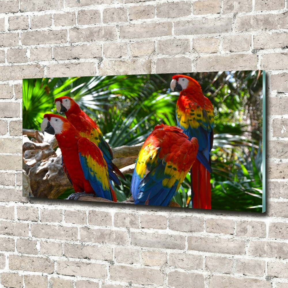 Print on acrylic Ary parrots