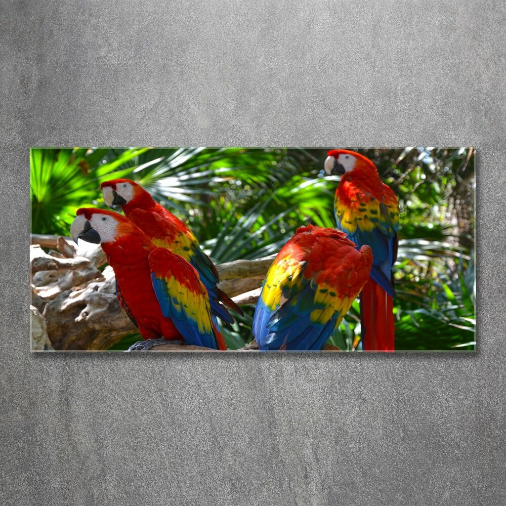 Print on acrylic Ary parrots