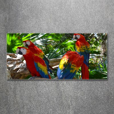 Print on acrylic Ary parrots