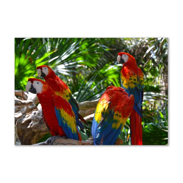 Print on acrylic Ary parrots