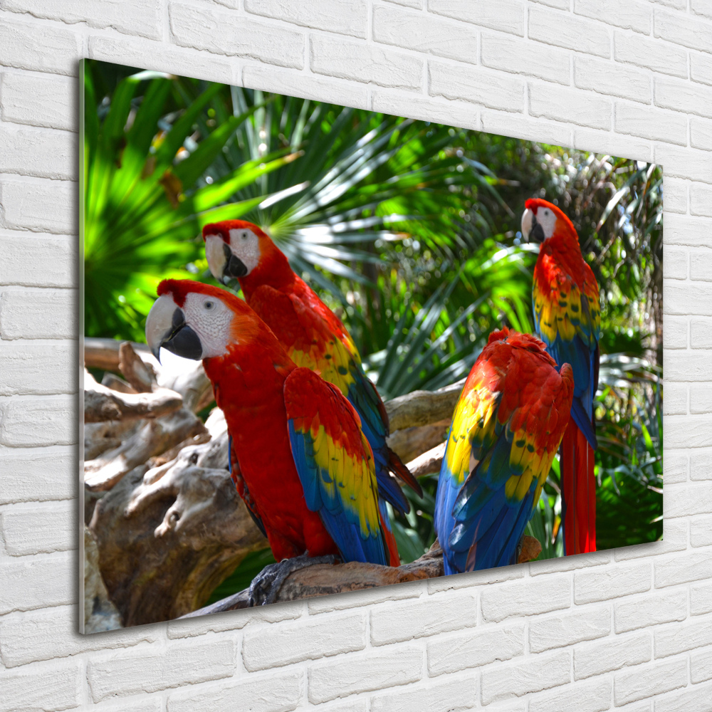 Print on acrylic Ary parrots